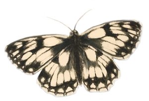 Papillon blanc marbré, 2019 (aquarelle et crayon)