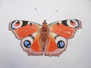 Papillon paon, 2012 (aquarelle et crayon)