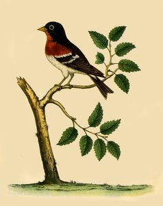 Brambling, 1738, 1942