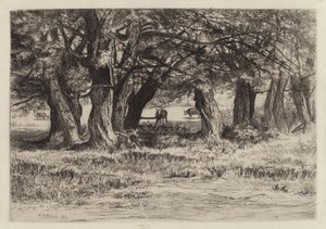 Un groupe de saules