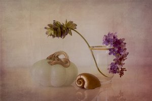 Nature morte délicate à la citrouille - Elena Arjona