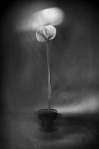 Une floraison lumineuse et gracieuse