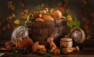 Les champignons d