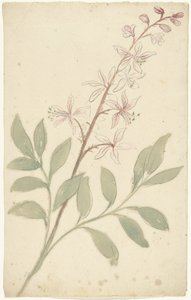 Étude de fleurs - Elias van Nijmegen