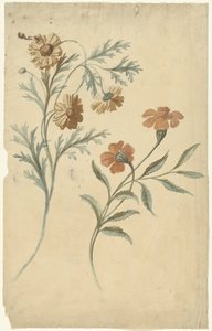 Étude de fleurs rouge et brune - Elias van Nijmegen