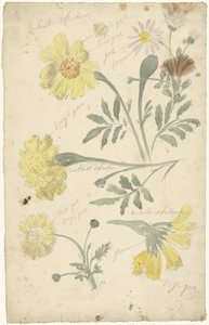 Études de fleurs de tagètes - Elias van Nijmegen