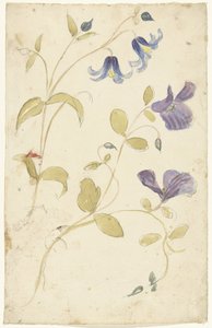 Études de fleurs violettes et bleues