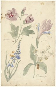 Études de fleurs dont une iris