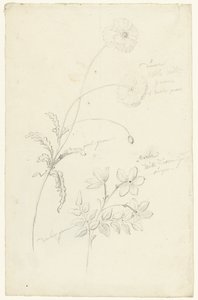 Études de pavot et de jasmin - Elias van Nijmegen