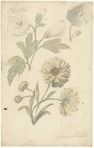 Études de tournesols et de dahlia - Elias van Nijmegen