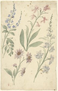 Quatre études de fleurs roses et bleues - Elias van Nijmegen
