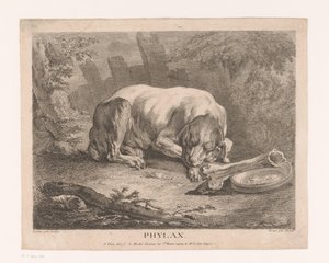 Chien endormi - Élie du Mesnil