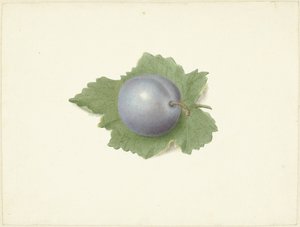 Prune sur une feuille