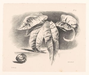 Feuilles et noix (Principes de Fleurs et de Fruits l