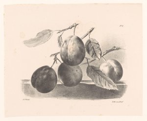 Prunes sur des branches