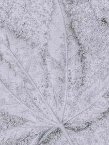 Détail de feuille givrée - Elizabeth Allen