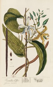 Herbarium Blackwellianum emendatum et auctum, 1754-1773 - Elizabeth Blachrie Blackwell