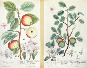 Pommes, Malus Sativa et Malus Sylvestris, de 
