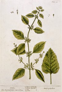 Mélisse, planche 27 de 