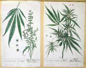 Cannabis mas et Cannabis foemina, de 