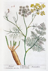 Fenouil