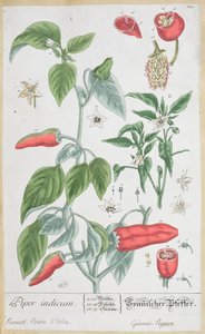 Poivre de Guinée (Piper Indicum) planche 129 de l