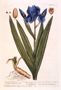 Iris, planche 69 de 