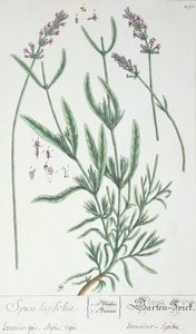 Lavande, planche de 