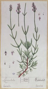 Lavande, planche tirée de 