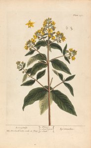 Lysimachia (Lysimaque), Planche 278 de 