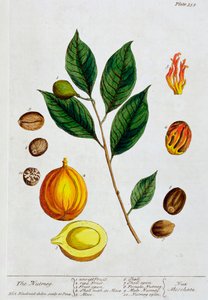 Noix de muscade - Elizabeth Blackwell