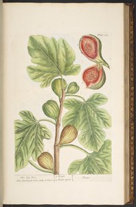 Planche 125, Le Figuier, de 