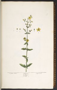 Planche 15, Millepertuis, de 