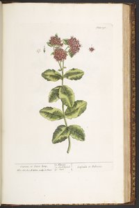 Planche 191, Orpin, de 