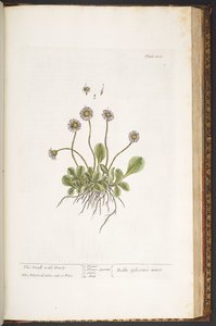 Planche 200, Petite Marguerite sauvage, de 