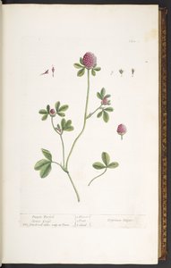 Planche 20, Trèfle violet, de 