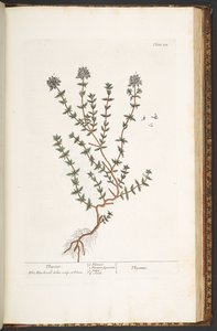 Planche 211, Thym, de 