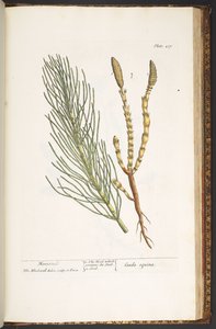 Planche 217, Prêle, de 