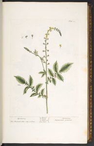 Planche 21, Aigremoine, de 