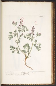 Planche 237, Fumeterre, de 