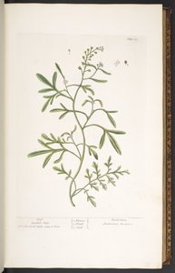 Planche 23, Cresson de jardin, de 