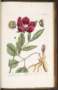 Planche 245, Pivoine mâle, de 