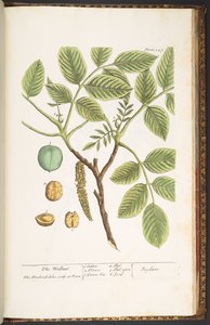 Planche 247, Le Noyer, de 
