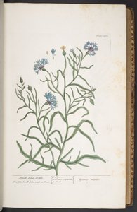 Planche 270, Petite Centaurée, de 