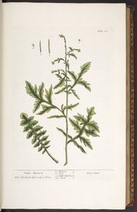 Planche 28, Moutarde des haies, de 