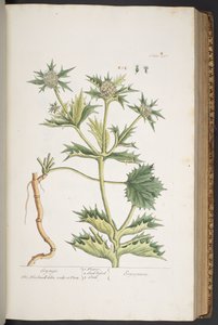 Planche 297, Eryngo, de 