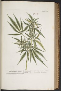 Planche 322, Le chanvre femelle, de 