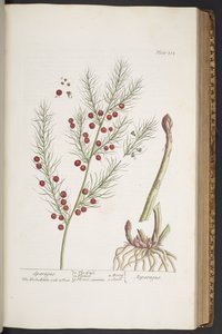 Planche 332, Sparagus, de 