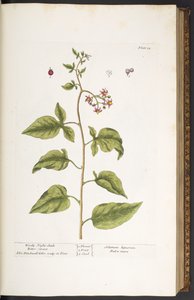 Planche 34, Morelle douce-amère, de 