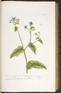 Planche 36, Bourrache, de 